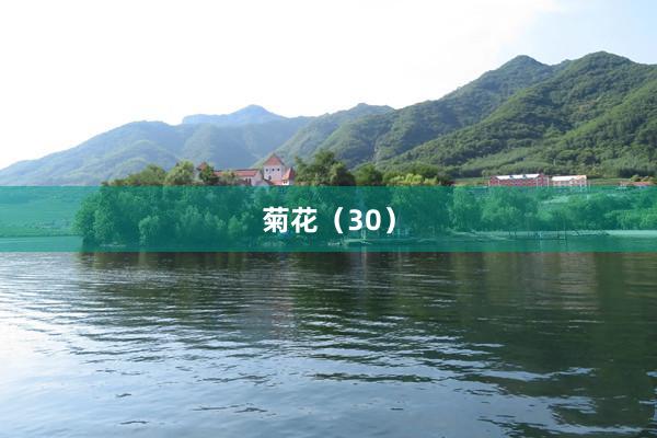 菊花（30）